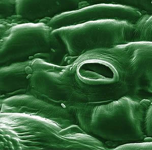 Stoma in a tomato leaf shown via colorized scanning electron microscope image